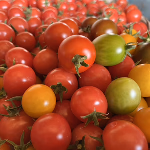 ログログカラフル夏野菜三種のセット