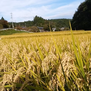 東吾妻町ブランド米 さくや姫 玄米5kg