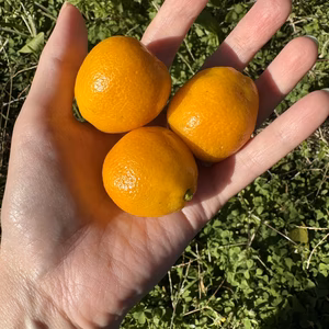 大実 きんかん 1キロ　