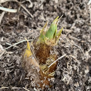 訳あり生【自然栽培】殆どアク無し 柔らかタケノコ（米糠付き）