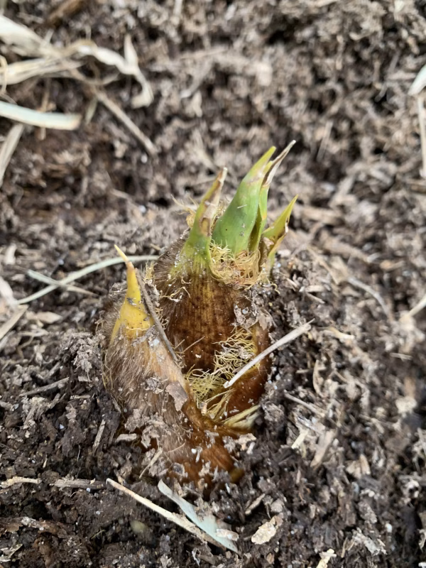 生【自然栽培】殆どアク無し 柔らかタケノコ（米糠付き）