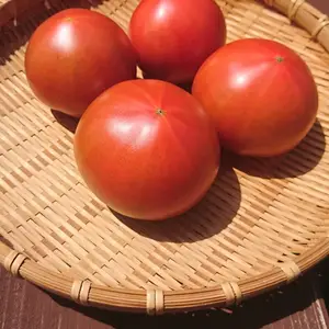 ウエタトマト de ドライトマト&トマトの食べ比べセット