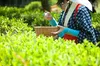 【2021年度産新茶】上級 七日摘み 新茶限定パッケージ♪ 静岡 牧之原