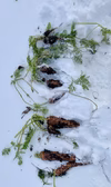 雪の下だった人参（ふぞろい）2キロ