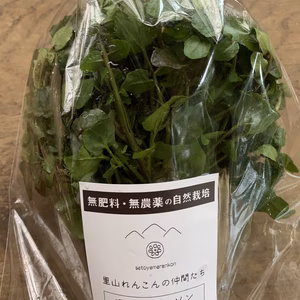 湧き水クレソン