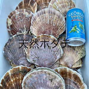 ⭐️期間限定⭐️天然ホタテ&養殖ホタテセット❗️