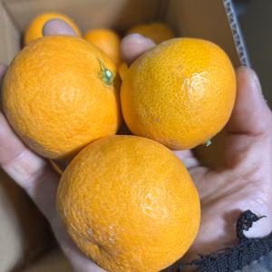 「小玉サイズ」甘くてジューシー♪　果汁たっぷりの減農薬清見オレンジ