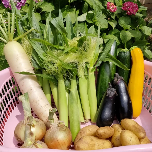 【旬の新鮮野菜】農カード入り 笑顔あふれる野菜BOX 7種類以上ボリュームパック