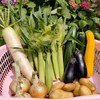  【旬の新鮮野菜】笑顔あふれる野菜BOX 7種類以上ボリュームパック