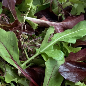 くぼ菜園の山盛りベビーリーフ