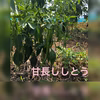 【九州からお届け！】新鮮野菜セット（5キロ箱）