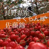 長野県産さくらんぼ加温ハウス【佐藤錦】特選