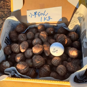 滑らかな食感がたまらない❣絹芋(里芋)の子芋ちゃん　１点限り❕