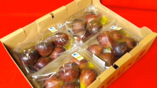 A4P 【自家用】 完熟いちじく ４パック入り１箱
