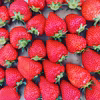 冷凍いちご1-2kg(5kg、10kg要相談)