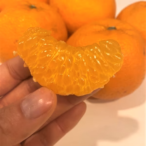 お買い得！はるみみかん1.5ｋｇと採りたて野菜（5品）セット！本州の方限定