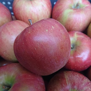 収穫始まりました！サンつがる　今年はいつもにまして姉、情熱を注いでおります！