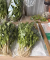 路地　パクチー根あり　農薬は使ってません