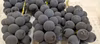 葡萄の王様『巨峰(種無し)』(秀品)！