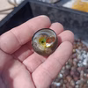 日向灘細島獲れ天然ミナ（大）