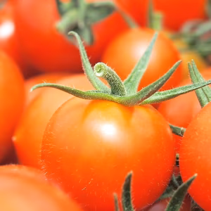 【お試しセット】高糖度トマト食べ比べ【3種】