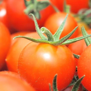【お試しセット】高糖度トマト食べ比べ【3種】