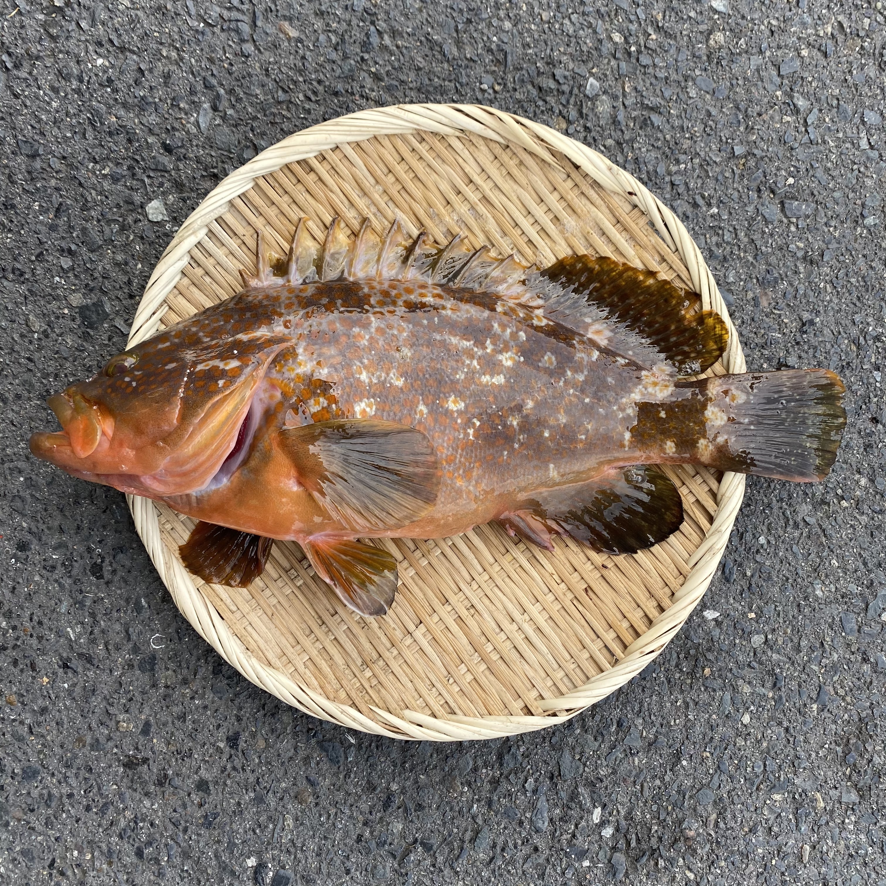 本日限定2名様 幻の魚アコウ1 3kg前後 農家漁師から産地直送の通販 ポケットマルシェ