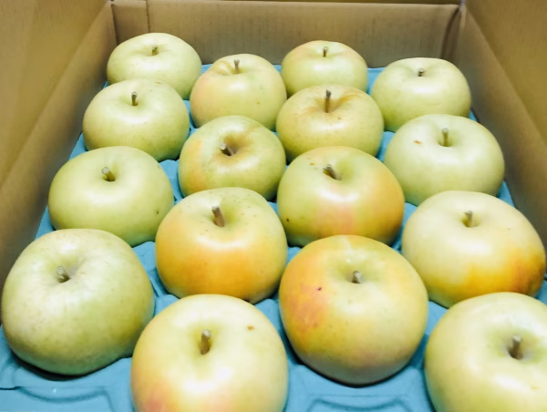 新鮮でとにかく美味しい！樹上完熟トキご家庭用約5キロ