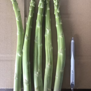 元営農指導員が栽培する【春芽ふぞろい太アスパラ】1Kg