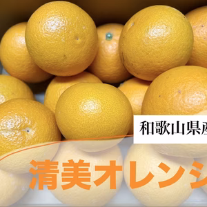 今が旬！！【ご家庭用】果汁たっぷり清美オレンジ【和歌山県産有田市】