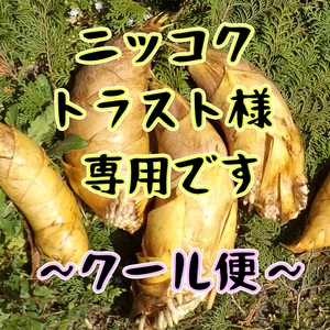 野菜のたけのこの商品一覧(8ページ目)｜ポケットマルシェ｜産直(産地