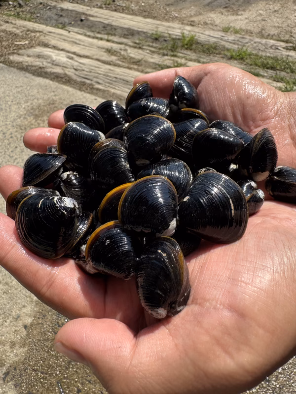 【冷凍•砂抜き済】宍道湖産ヤマトシジミ　2Lサイズ