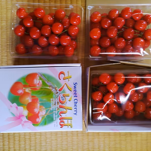 サクランボ…佐藤錦【2L】500g