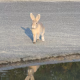 もりのうささん