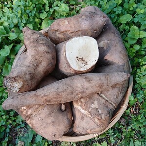 お得！訳ありヤーコン 農薬不使用 甘くてシャキシャキ
