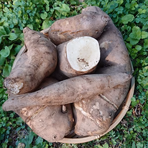 お得！訳ありヤーコン 農薬不使用 甘くてシャキシャキ