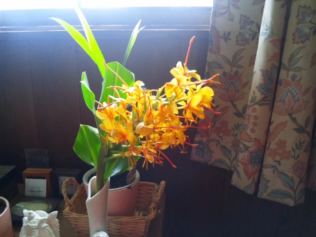 ジンジャー 球根　キバナシュクシャ　芳香の蝶々花
