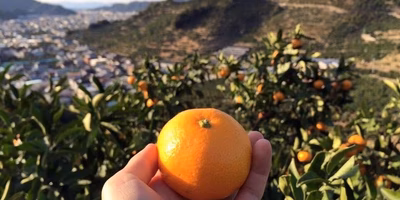 起こせ！みかんmovement！