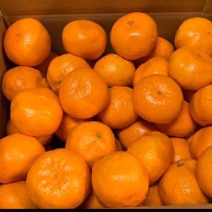 愛情たっぷりで育った有田みかん★温州みかん秀品LLサイズ　約10kg