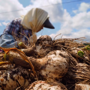 産地直送!! 青森県田子町産・激うま田子にんにく(土付き)