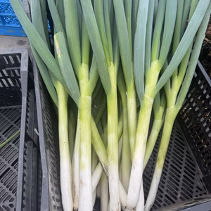 シャキシャキ甘い　長ネギ【夏扇パワー】M 10本