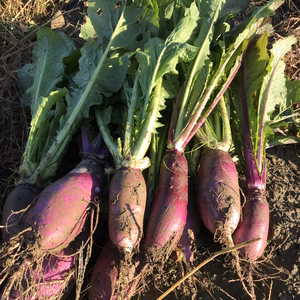 農薬化学肥料不使用　会津伝統野菜　舘岩赤かぶ