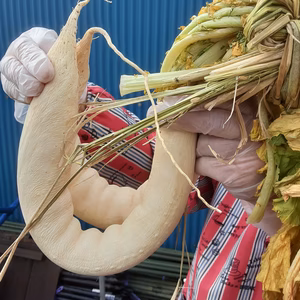 自家製たくあん漬けてみませんか❣「干し大根」トウガラシ＆レシピ付き