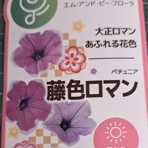 綺麗な花色[栄養系ペチュニア]藤色ロマン大鉢３鉢セットより