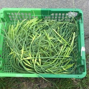 〜シフクノヤサイ〜2020年 にんにくの芽 400g(50本前後)