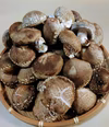 ドカンとご家庭用！原木育ちの生しいたけ