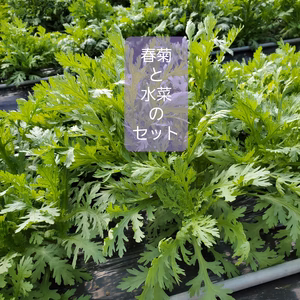 お鍋に水菜と春菊を。春菊と京水菜のセット