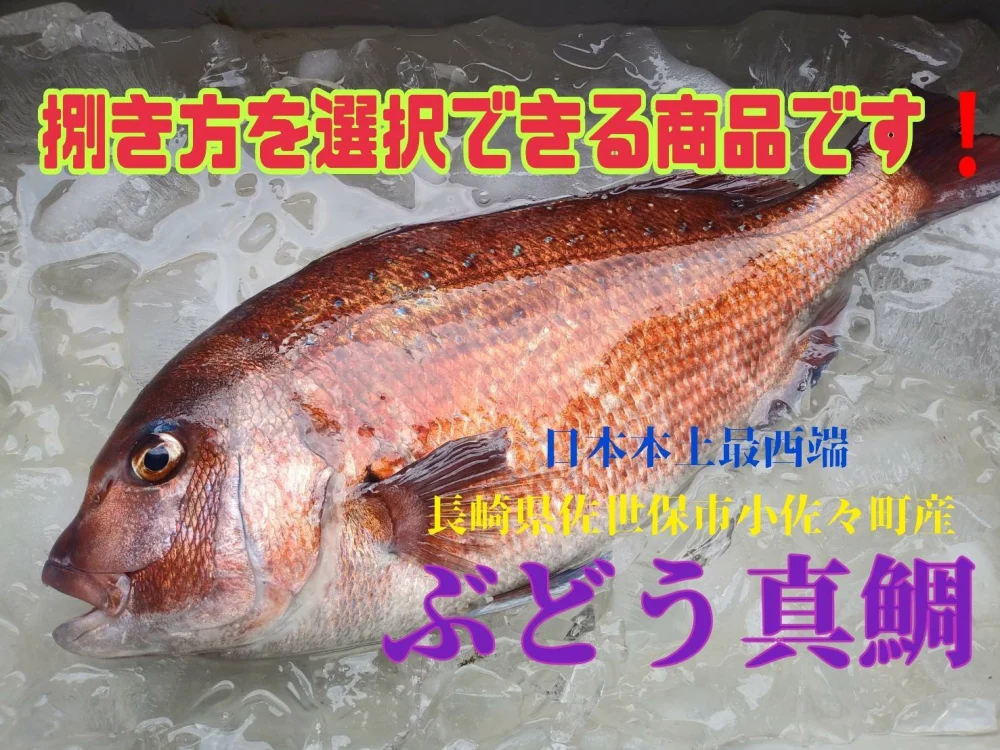 コロナ特売❕活〆日本本土最西端の海で大切に育てた特大真鯛