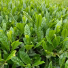 【新茶セール！送料198円】新茶吉良茶やぶきた100g【3つで送料無料】