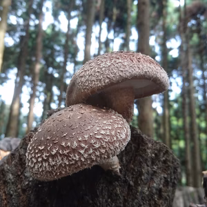 【有機JAS認証】農家直送！里山育ちの無農薬 肉厚原木椎茸2kgセットオーガニッ